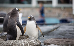 Attraksjonen - Akvariet i Bergen - ligger en hyggelig rusletur unna.