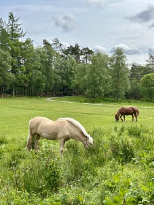 Nærhet til flotte turmuligheter som Langeskogen/ Langegården.